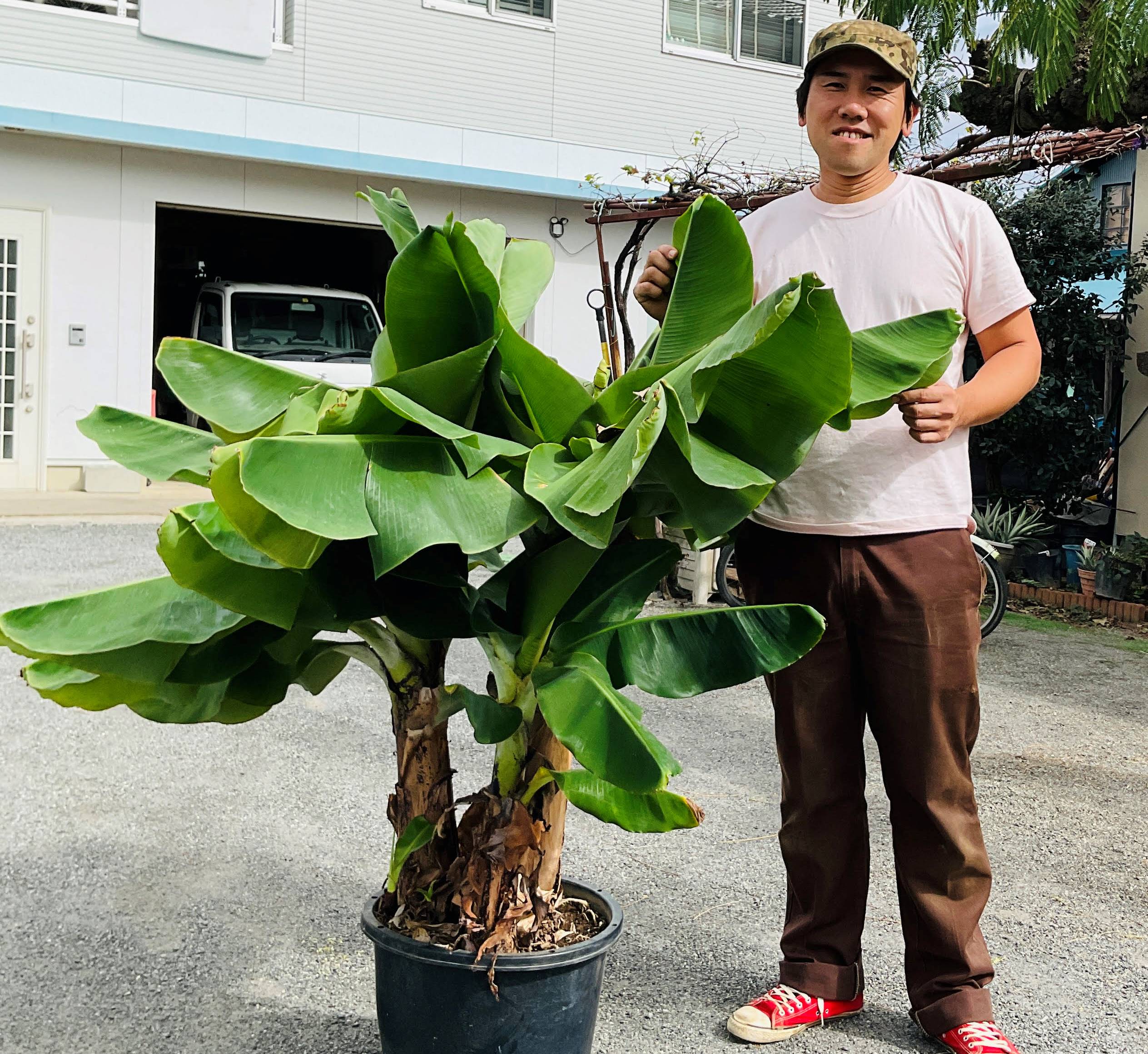 石井農園さんからミニバナナの樹を寄贈いただきました！