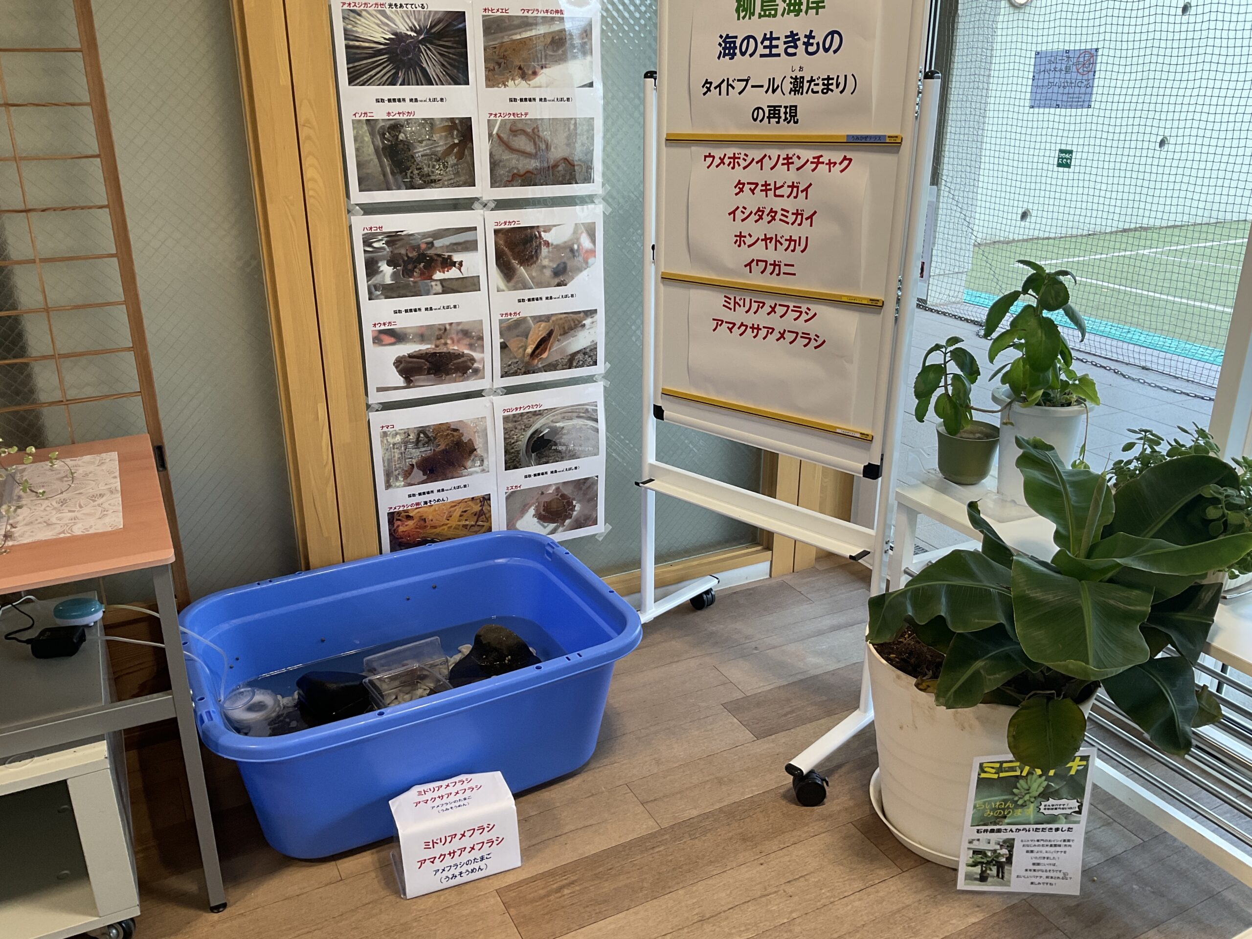 窓口前にタイドプールを特設！カニやイソギンチャクがシラス干しを食べています
