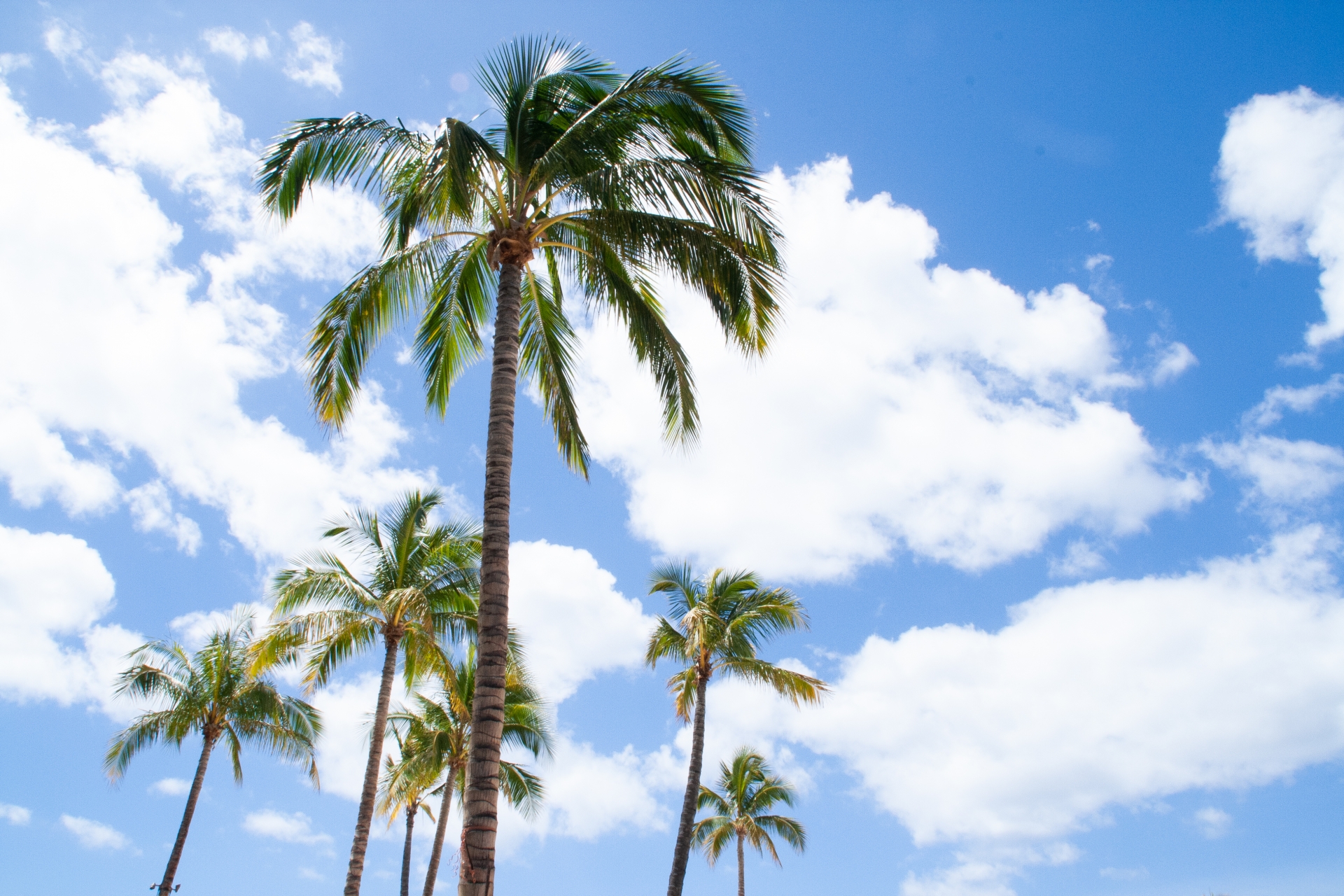 茅ヶ崎アロハマーケット2026【5月9日(土)・10日(日)】うみかぜアロハ日和