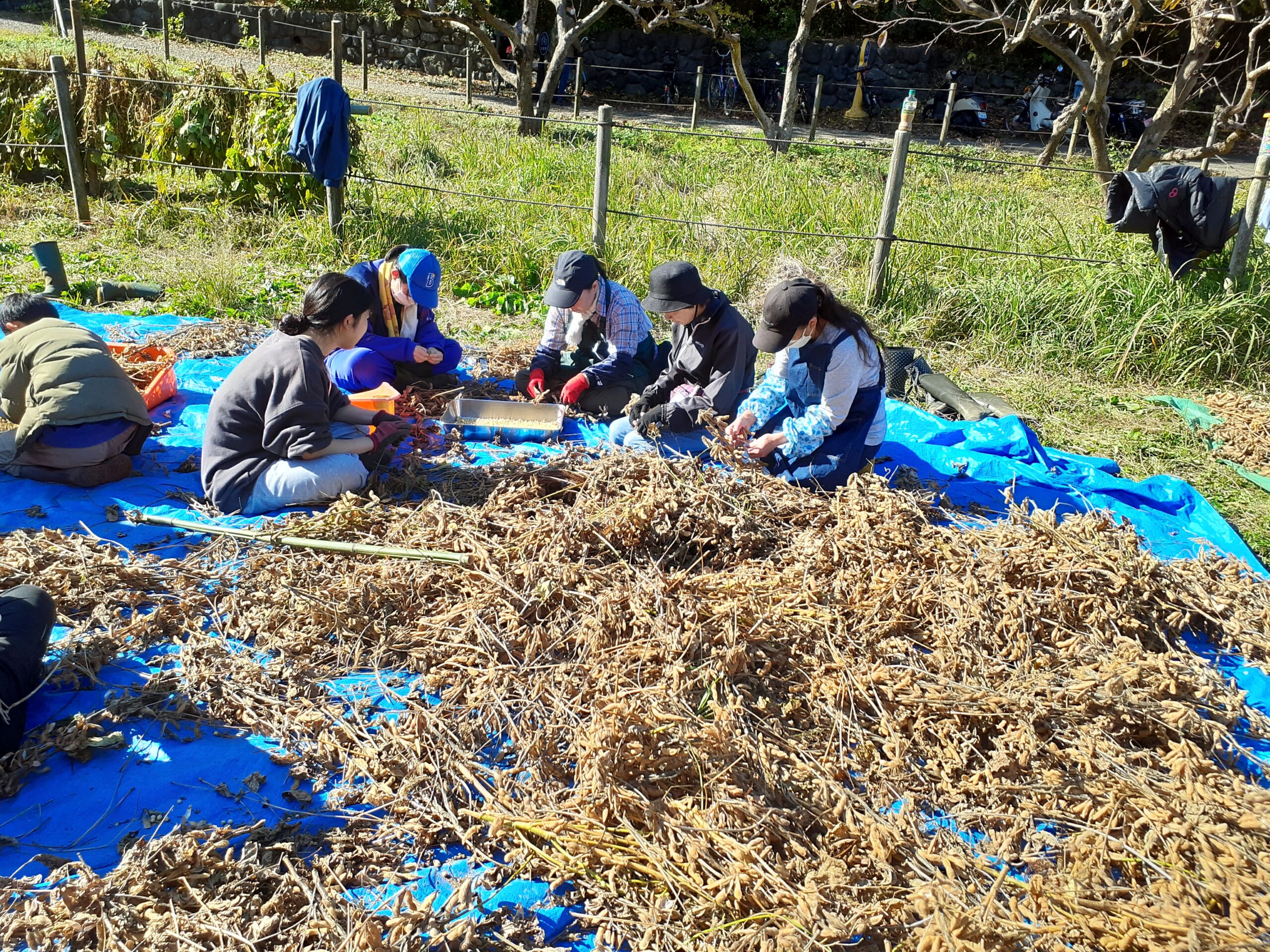 大豆講座～種まきから収穫、味噌作りまで～全6回